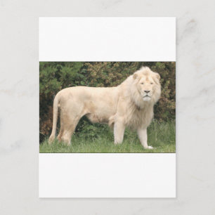 Majestic White Lion Postcard