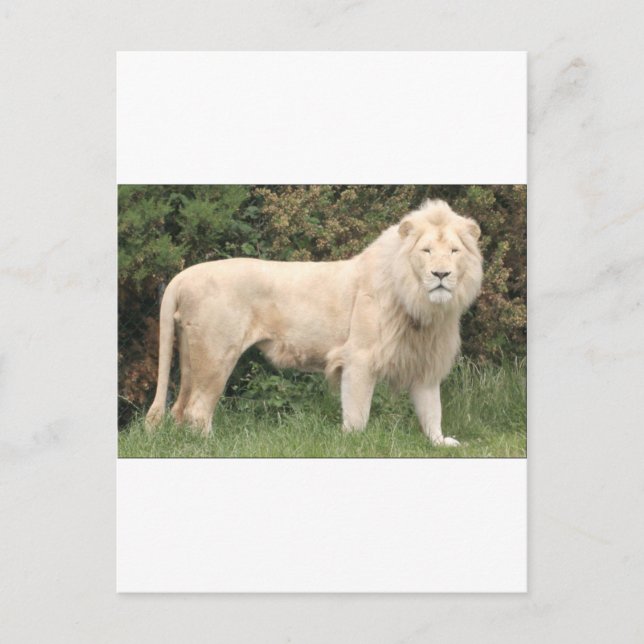 Majestic White Lion Postcard (Front)