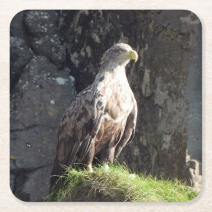Majestic White Tailed Eagle Perched Rock Wildlife Square Paper Coaster