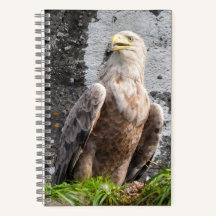 Majestic White Tailed Eagle Scottish Highlands 