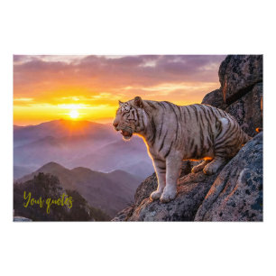 Majestic White Tiger Sunset Photo Print