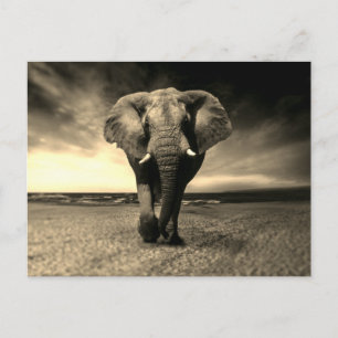 Majestic Wild Bull Elephant in Sepia Postcard