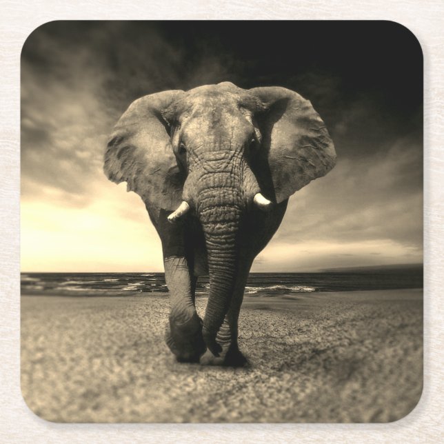 Majestic Wild Bull Elephant in Sepia Square Paper Coaster (Front)