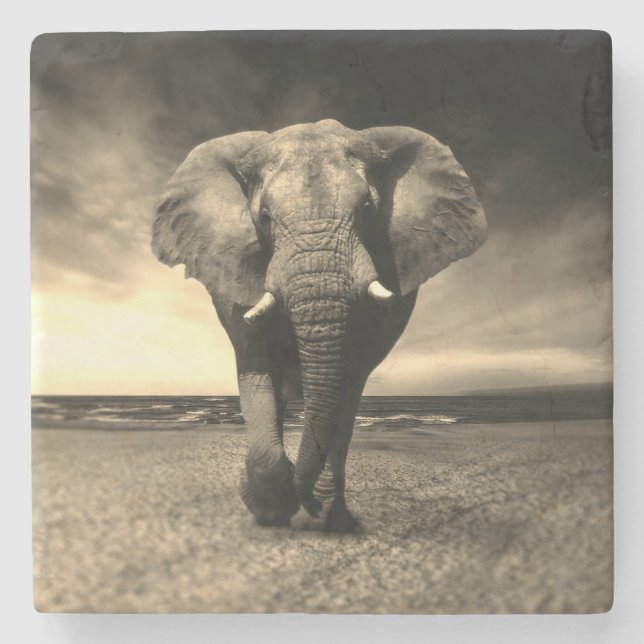 Majestic Wild Bull Elephant in Sepia Stone Coaster (Front)
