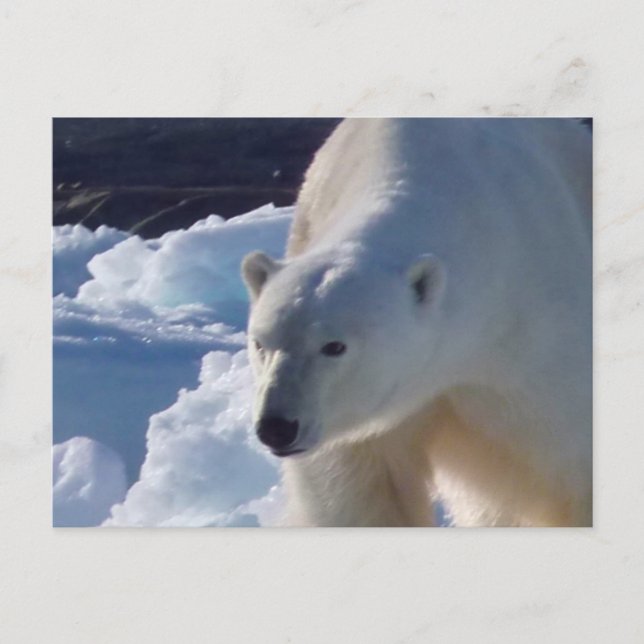 Majestic wild Polar bear Postcard (Front)