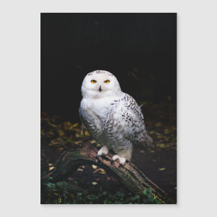 Majestic winter snowy owl