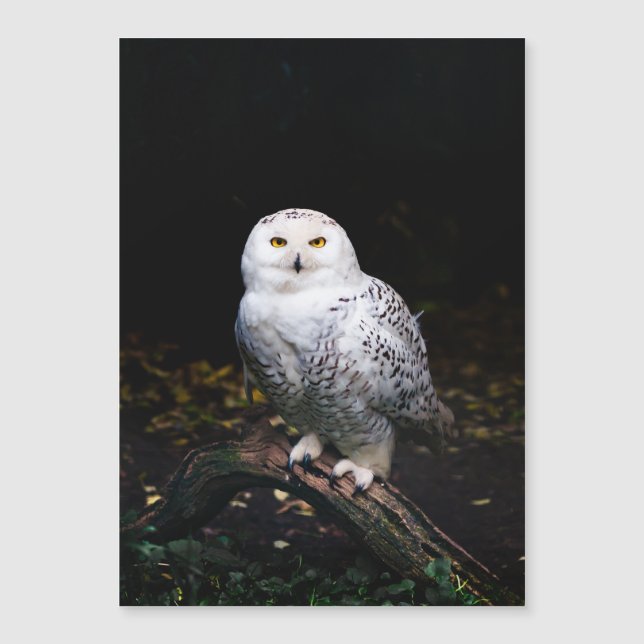 Majestic winter snowy owl (Front)