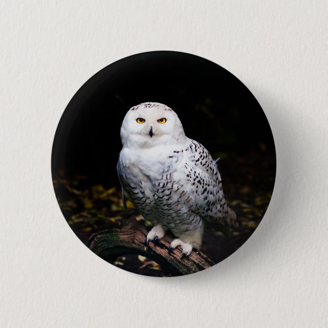 Majestic winter snowy owl 6 cm round badge (Front)