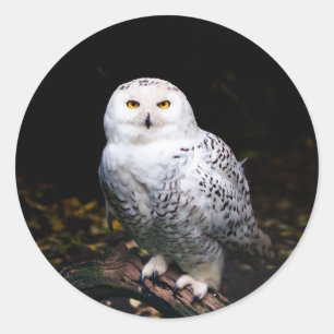 Majestic winter snowy owl classic round sticker