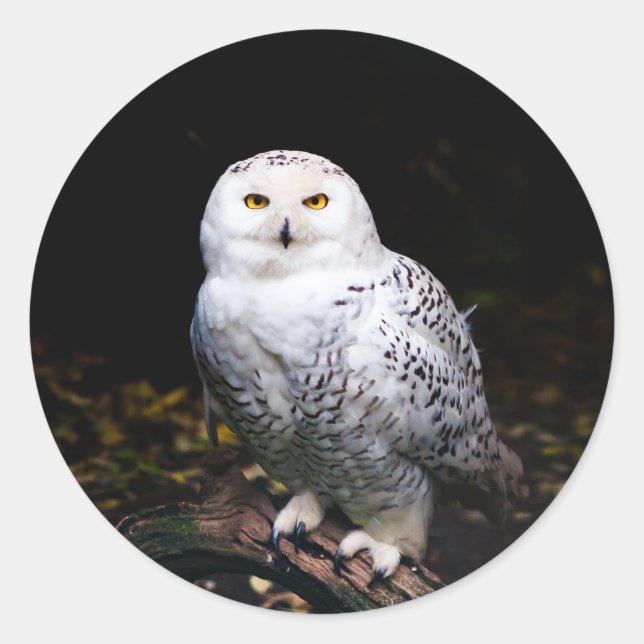 Majestic winter snowy owl classic round sticker (Front)
