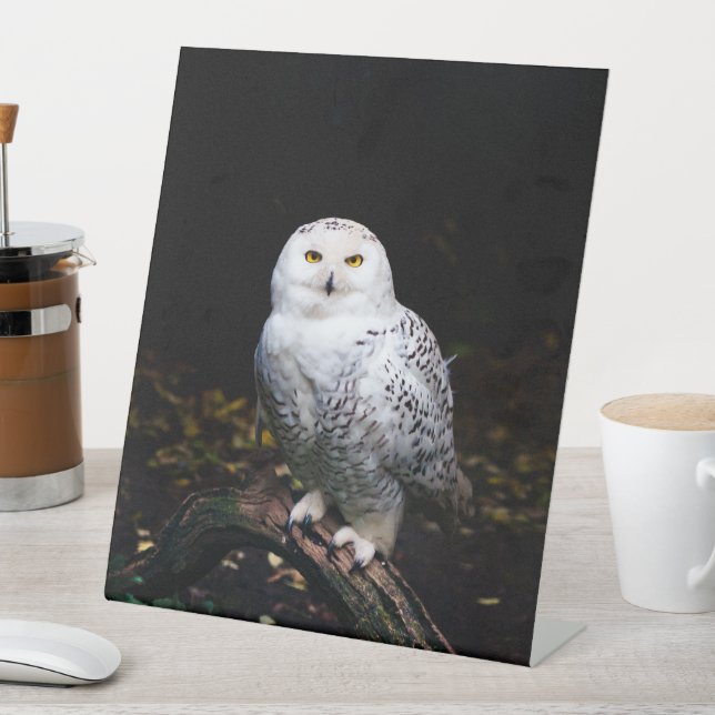 Majestic winter snowy owl pedestal sign (In SItu)