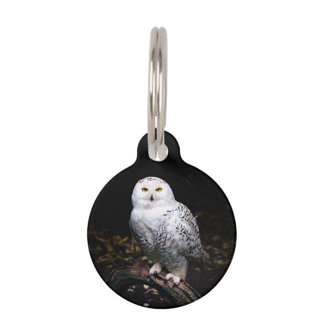 Majestic winter snowy owl pet tag (Front)