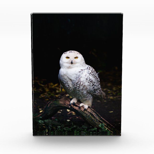 Majestic winter snowy owl photo block (Front)