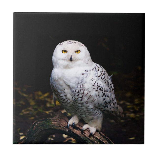 Majestic winter snowy owl tile (Front)