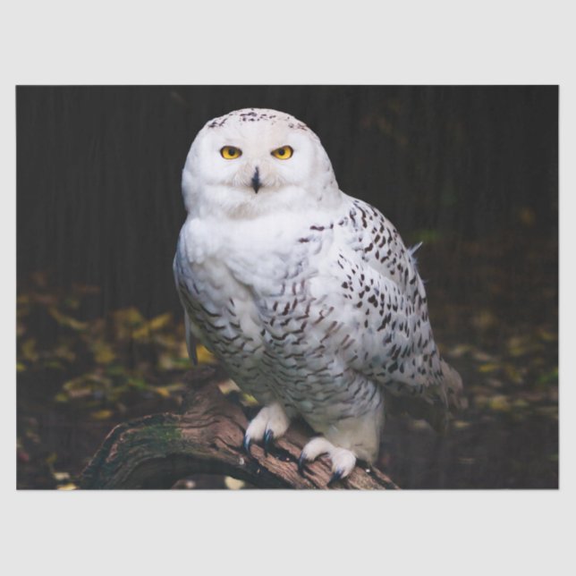 Majestic winter snowy owl tissue paper (Front)