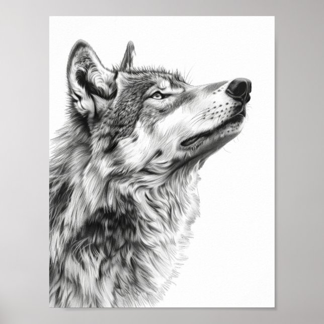 Majestic Wolf Staring at the Sky Sketch Poster (Front)