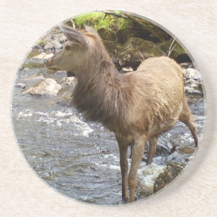 Majestic Young Red Deer Stag River Woodland Scene Coaster