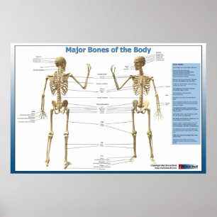 Major Bones of the Body Poster