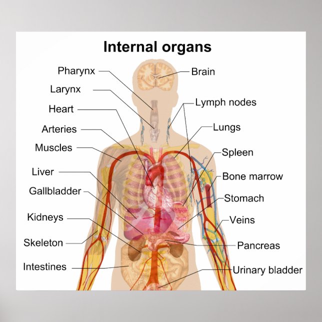 Major Internal Organs in the Human Body Chart (Front)