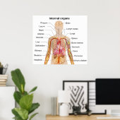 Major Internal Organs in the Human Body Chart | Zazzle