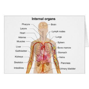 Major Internal Organs in the Human Body Chart