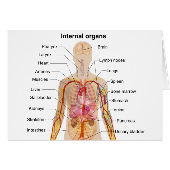 Major Internal Organs in the Human Body Chart (Front Horizontal)