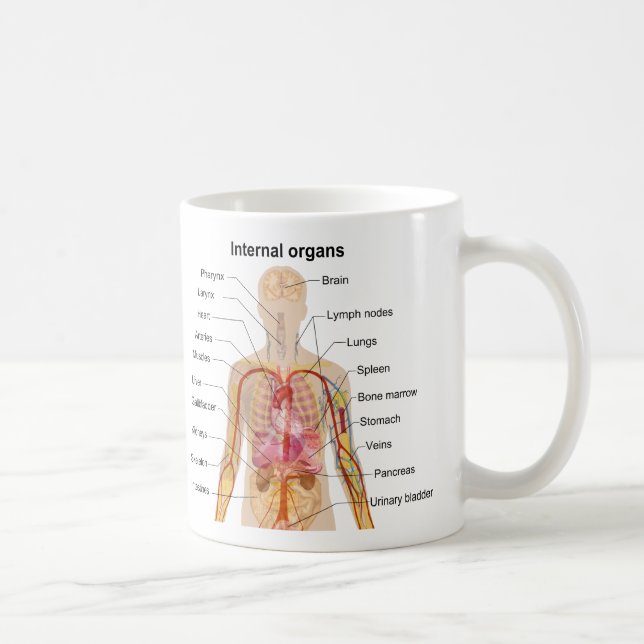 Major Internal Organs in the Human Body Chart Coffee Mug (Right)