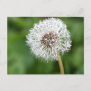 Make A Wish! Dandelion Postcard
