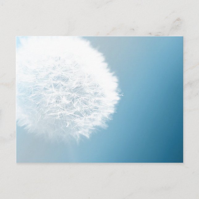 Make A Wish Dandelion Postcard (Front)