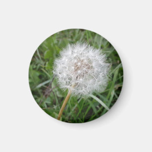 Make a Wish Magnet