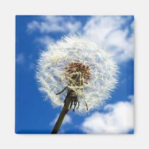 Make A Wish Magnet