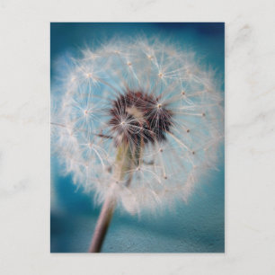 Make a Wish Postcard