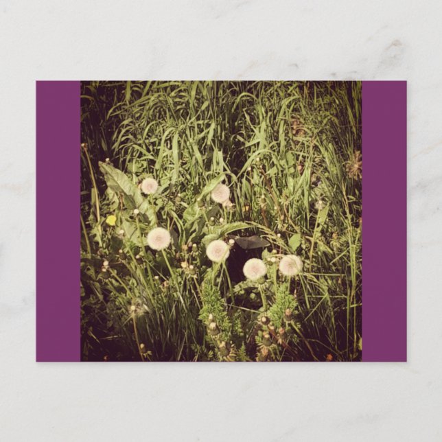 Make A Wish Postcard (Front)