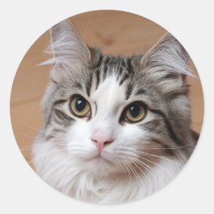 Make Your Own Custom Photo Pet Cat Dog Animal Classic Round Sticker