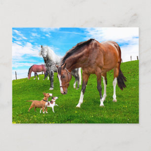 "Making Friends"  Postcard