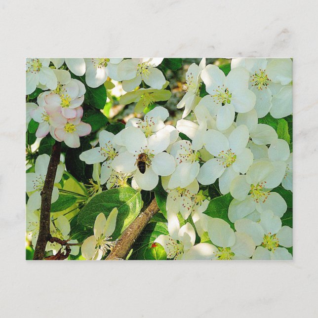 Making Honey Postcard (Front)