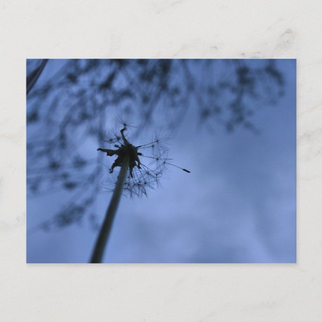 Making Wishes Postcard (Front)