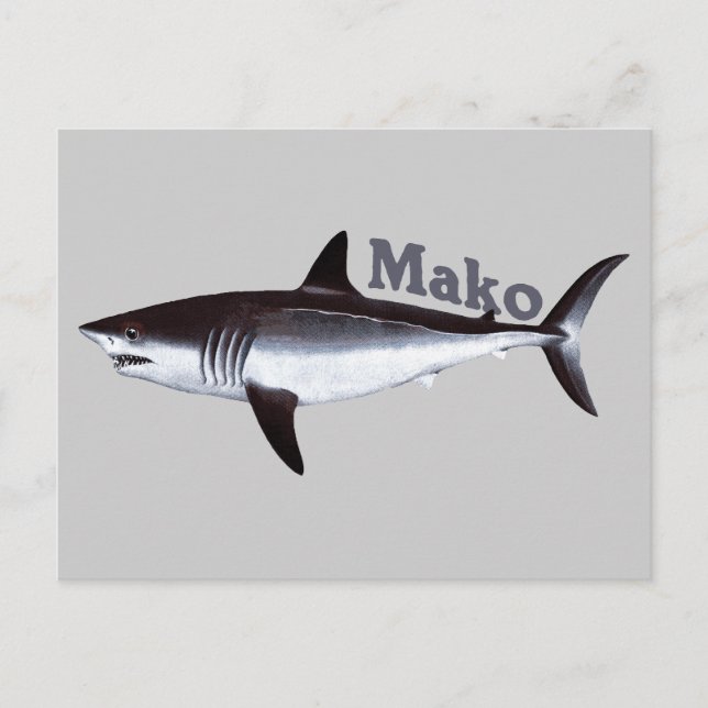 Mako Shark Postcard (Front)