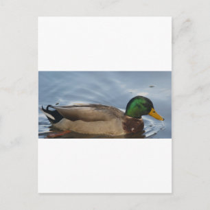 Mal III Postcard