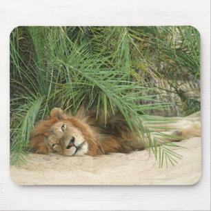 Mala Mala Reserve, Mpumalanga Province, South Mouse Mat