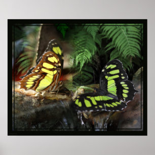 Malachite Butterflies 1 Print -24x20 -or smaller