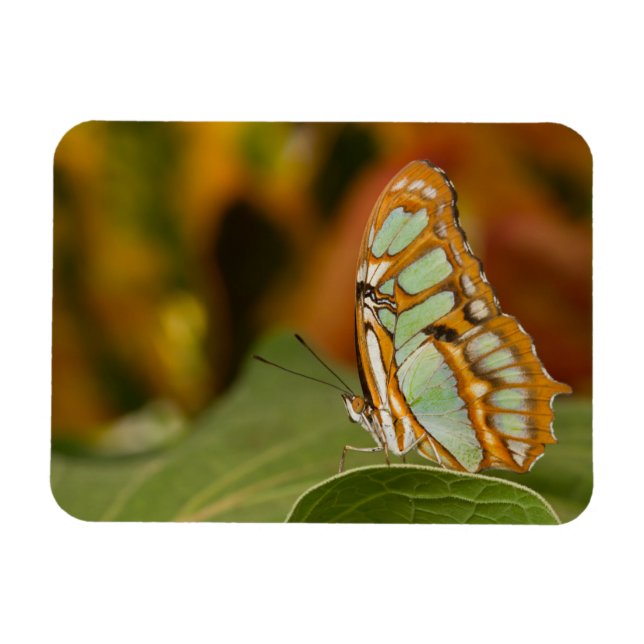Malachite Butterfly  on a leaf Magnet (Horizontal)