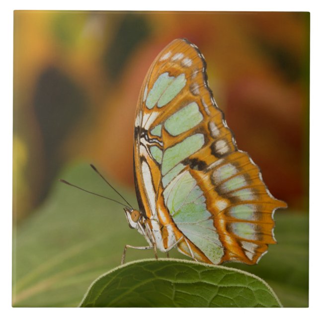 Malachite Butterfly  on a leaf  Tile (Front)