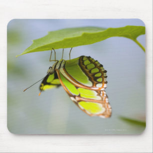 Malachite butterfly on leaf mouse mat