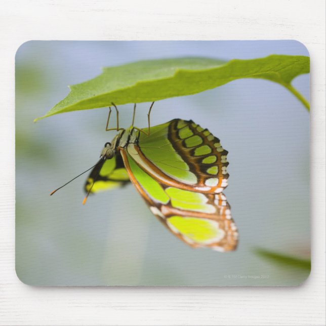 Malachite butterfly on leaf mouse mat (Front)