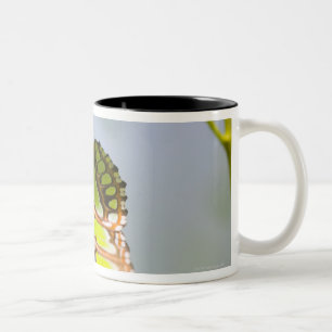 Malachite butterfly on leaf Two-Tone coffee mug