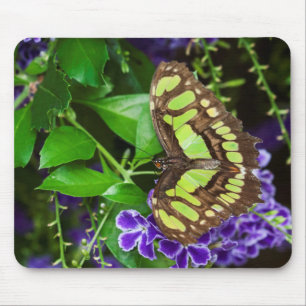 Malachite butterfly on purple flower mouse mat