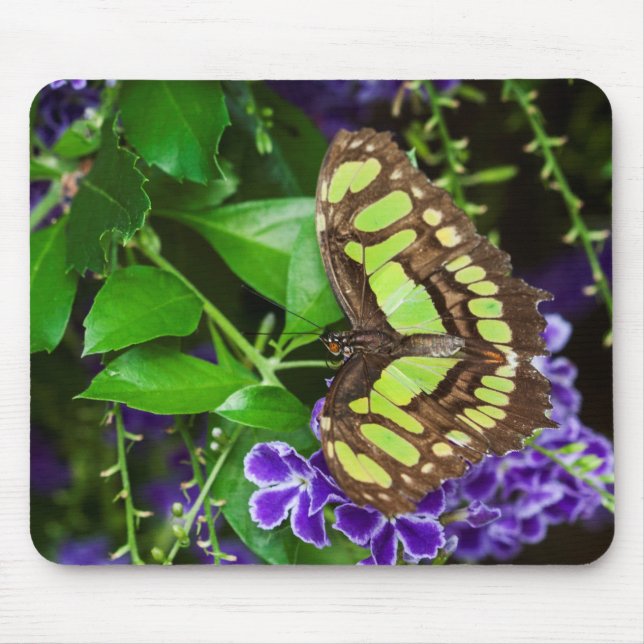 Malachite butterfly on purple flower mouse mat (Front)