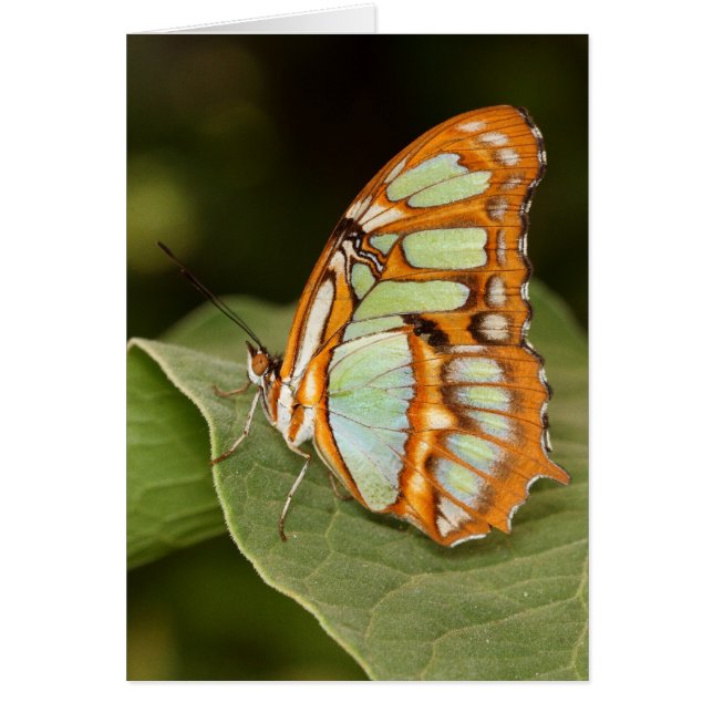Malachite butterfly perched on a leaf (Front)