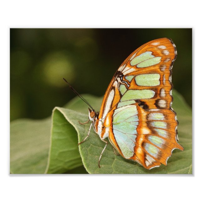 Malachite butterfly perched on a leaf photo print (Front)